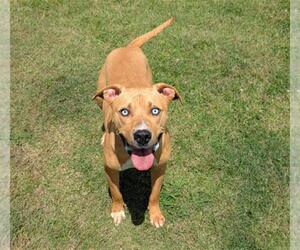 American Pit Bull Terrier-Unknown Mix Dogs for adoption in Grovetown, GA, USA