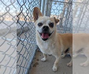 Chug Dogs for adoption in Bakersfield, CA, USA