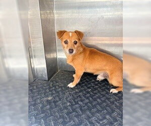 Medium Photo #2 Chihuahua Puppy For Sale in Woodland, CA, USA