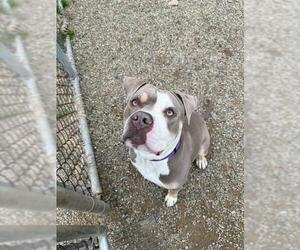American Pit Bull Terrier Dogs for adoption in Center Township, PA, USA