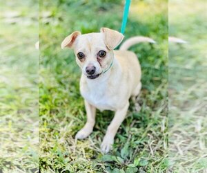 Chihuahua Dogs for adoption in Jackson , NJ, USA