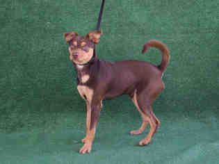 Chipin Dogs for adoption in Hanford, CA, USA
