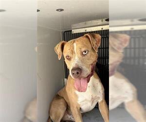 American Pit Bull Terrier-Unknown Mix Dogs for adoption in Houston, TX, USA