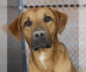 Rhodesian Ridgeback-Unknown Mix Dogs for adoption in San Antonio, TX, USA
