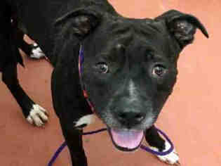 Staffordshire Bull Terrier Dogs for adoption in Missoula, MT, USA