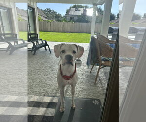 Boxer Dogs for adoption in  Katy, TX, USA