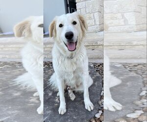 Great Pyrenees-Unknown Mix Dogs for adoption in Bend, OR, USA