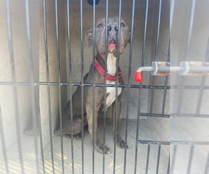 Mutt Dogs for adoption in St. Cloud, FL, USA