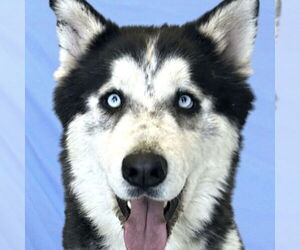 Siberian Husky Dogs for adoption in Omaha, NE, USA