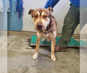American Pit Bull Terrier-Unknown Mix Dogs for adoption in Camarillo, CA, USA