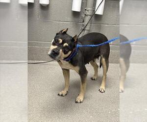 American Pit Bull Terrier-Unknown Mix Dogs for adoption in Las Vegas, NV, USA