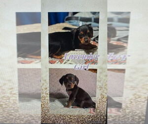 Beagle-Unknown Mix Dogs for adoption in Evansville, IN, USA