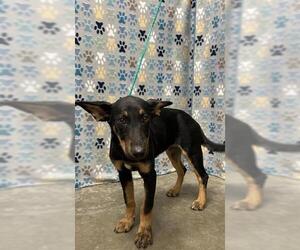 Medium Photo #3 Doberman Pinscher-German Shepherd Dog Mix Puppy For Sale in Rosenberg, TX, USA