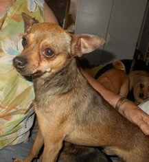 Chipin Dogs for adoption in Albany, OR, USA