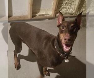 Doberman Pinscher Dogs for adoption in Minneaoplis, MN, USA