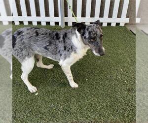 Australian Shepherd Dogs for adoption in Modesto, CA, USA