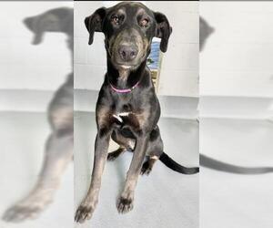Doberman Pinscher-Unknown Mix Dogs for adoption in Visalia, CA, USA