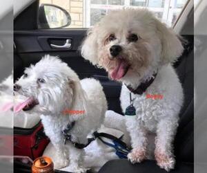 Bichon Frise-Unknown Mix Dogs for adoption in Clifton, TX, USA