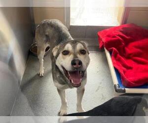 Siberian Husky-Unknown Mix Dogs for adoption in Orange, CA, USA