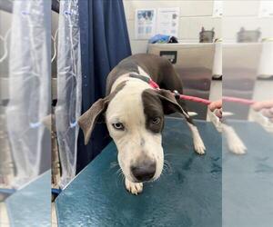 Labrador Retriever-Unknown Mix Dogs for adoption in Mobile, AL, USA