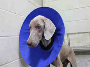 Weimaraner Dogs for adoption in Upland, CA, USA