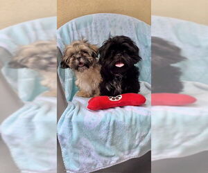 Shih Tzu Dogs for adoption in Weston, FL, USA