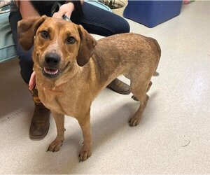 Mutt Dogs for adoption in Bedford, VA, USA