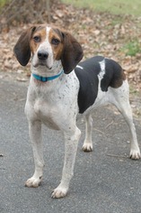 Treeing Walker Coonhound Dogs for adoption in Rocky Mount, VA, USA