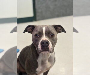 American Pit Bull Terrier-Unknown Mix Dogs for adoption in Corpus Christi, TX, USA