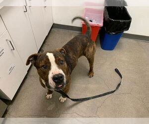 American Bulldog Dogs for adoption in Berkeley , CA, USA