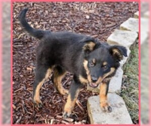 Labrador Retriever Dogs for adoption in Hoffman Estates, IL, USA