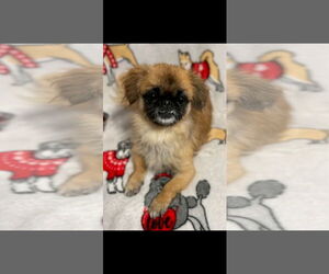 Pekingese Dogs for adoption in Sanford, FL, USA