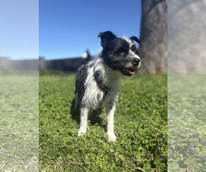 Norwich Terrier-Parson Russell Terrier Mix Dogs for adoption in Chico, CA, USA