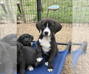 Boxador Dogs for adoption in Bolivar, MO, USA