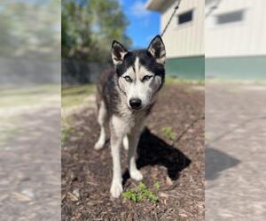 Siberian Husky Dogs for adoption in Naples, FL, USA