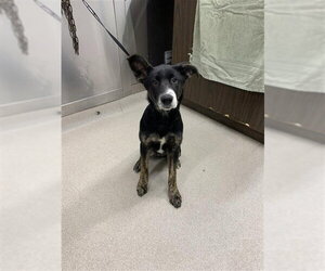 Siberian Husky Dogs for adoption in Fairbanks, AK, USA