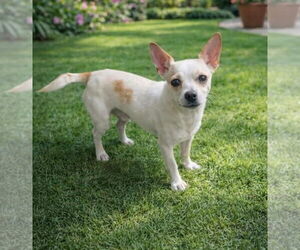 Chihuahua Dogs for adoption in Holly Springs, NC, USA