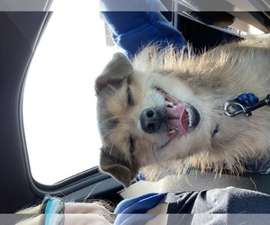 Medium Photo #1 Mutt Puppy For Sale in Overland Park, KS, USA
