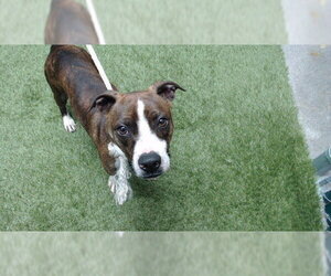 Boxer-Unknown Mix Dogs for adoption in Downey, CA, USA
