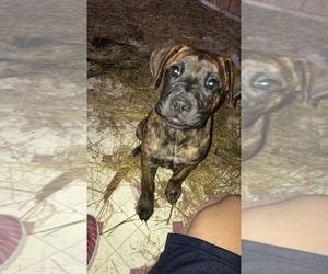 Boxador Dogs for adoption in Oak Bluffs, MA, USA