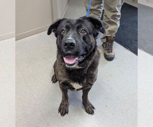 Mastiff Dogs for adoption in La Porte, IN, USA