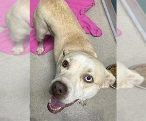 Labrador Retriever-Siberian Husky Mix Dogs for adoption in Newton, NC, USA