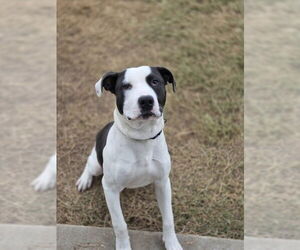 Mutt Dogs for adoption in Temple, TX, USA