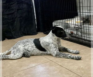 Mutt Dogs for adoption in Paso Robles, CA, USA