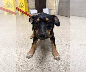 German Shepherd Dog Dogs for adoption in Riverside, CA, USA