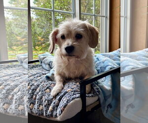 Dachshund-Unknown Mix Dogs for adoption in St. Louis Park, MN, USA