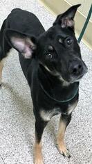 Beauceron Dogs for adoption in St. Bonifacius, MN, USA