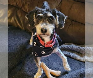 Mutt Dogs for adoption in Newfield, NJ, USA