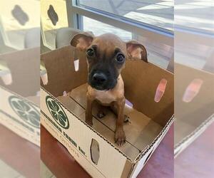 Boxer-Unknown Mix Dogs for adoption in San Antonio, TX, USA