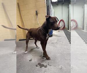 American Pit Bull Terrier-Labrador Retriever Mix Dogs for adoption in Stockton, CA, USA